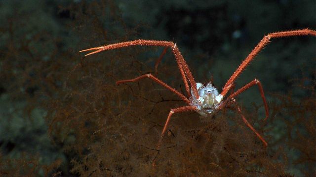 A coral squat lobster on a black coral bush Picture