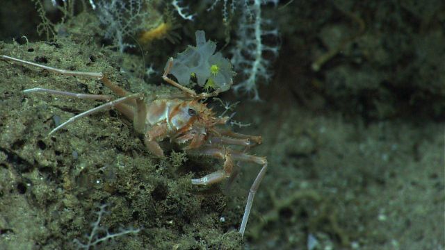 Bathyal swimming crab (Bathynectes longispinus), small white glass sponge with yellow zoanthids, and small white octocorals. Picture