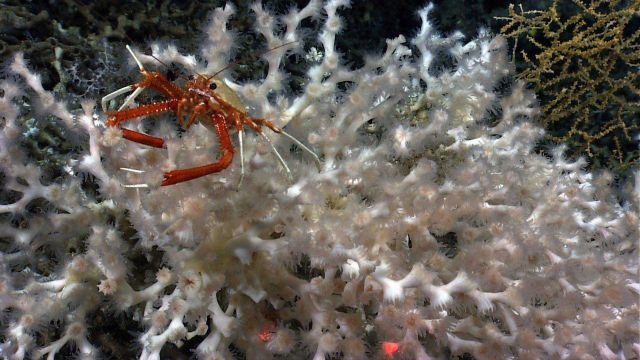 A squat lobster on a lophelia bush. Picture