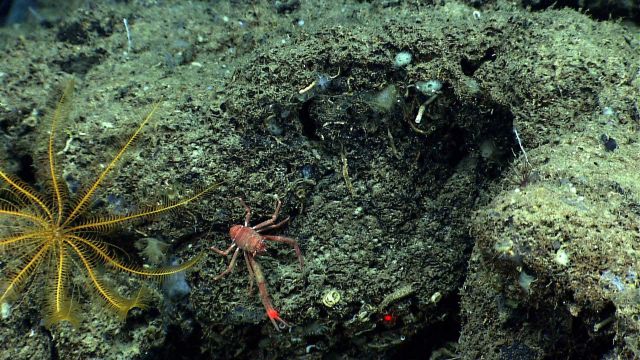 A red squat lobster and a yellow crinoid feather star. Picture