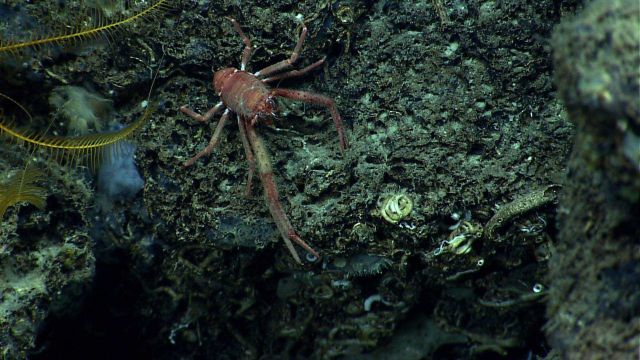 Closeup of red furry squat lobster. Picture