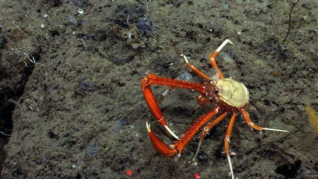 A large white squat lobster with bright red chelae. Picture