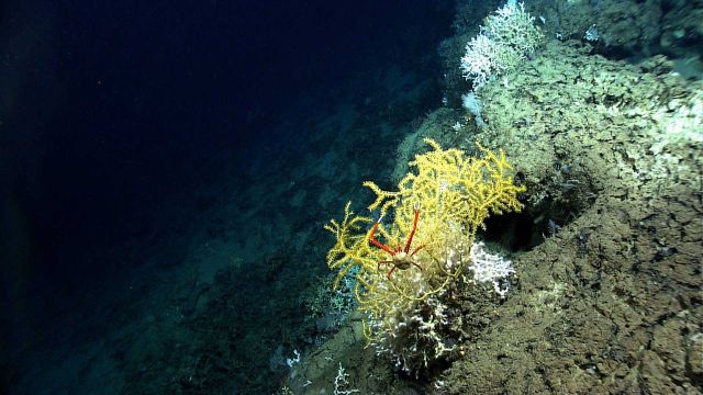 A large squat lobster with orange and white chelae residing on a yellow Paramuricea coral. Picture