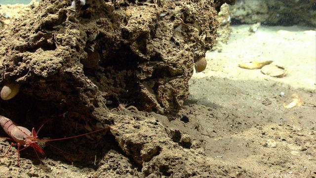 Armored shrimp (Glyphocrangon sp.) Picture