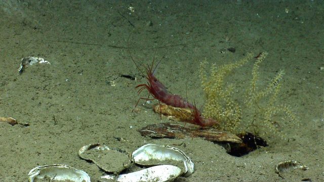 Two red shrimp of different sizes next to a small octocoral. Picture