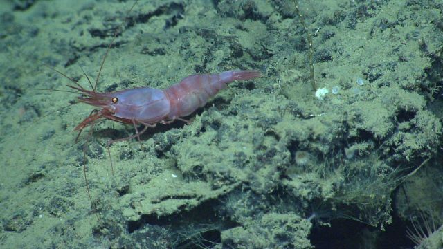 A pinkish red shrimp. Picture