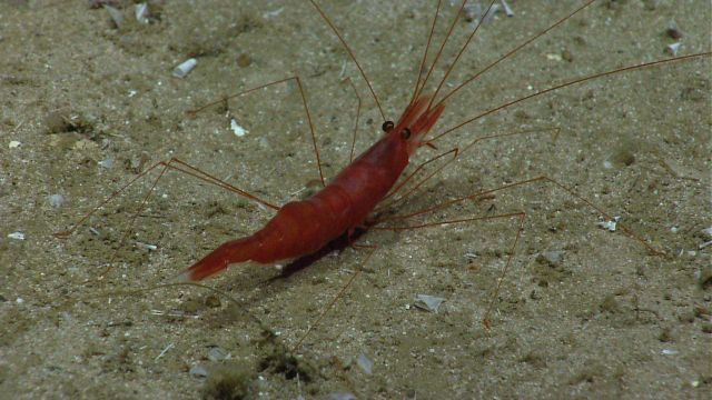 A large red shrimp. Picture