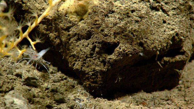 A white shrimp next to a yellow octoral. Picture