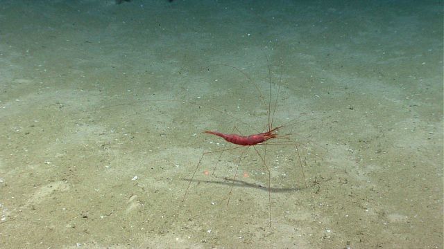 A red shrimp with very spindly legs. Picture