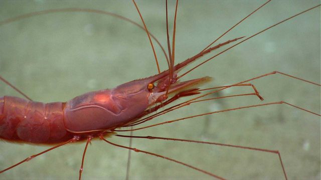 Closeup of a red shrimp with very spindly legs and delicate chelae. Picture