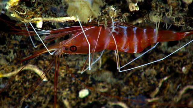 A red and white banded shrimp adhering to the underside of an overhang. Picture