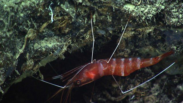 A red and white banded shrimp adhering to the underside of an overhang Picture