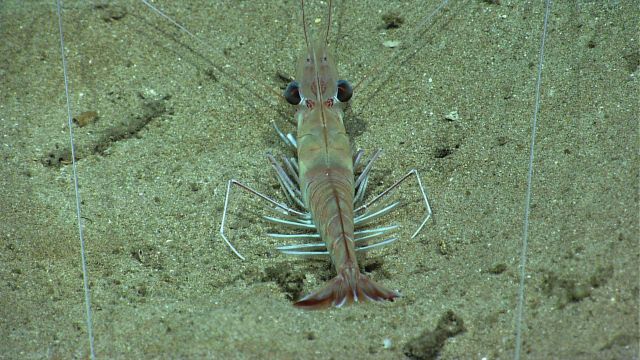 A large shrimp with moderately robust legs seen from behind. Picture