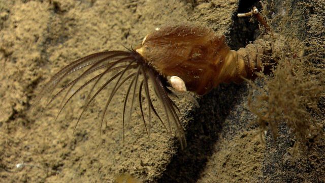 A large gooseneck barnacle with cirri extended Picture