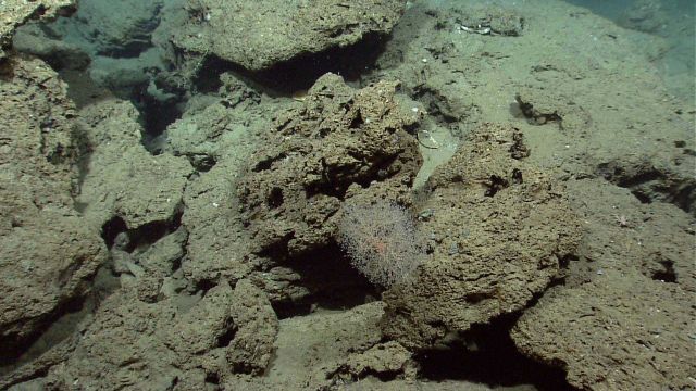 A chrysogorgia coral. Picture