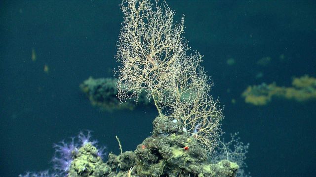 A chrysogorgai bush next to a brine pool with two shrimp in its branches. Picture