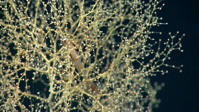 Shrimp in chrysogorgia coral bush. Picture