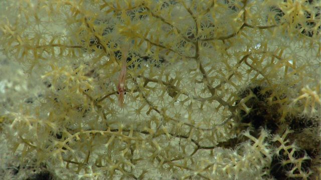 Shrimp in Acanella sp Picture
