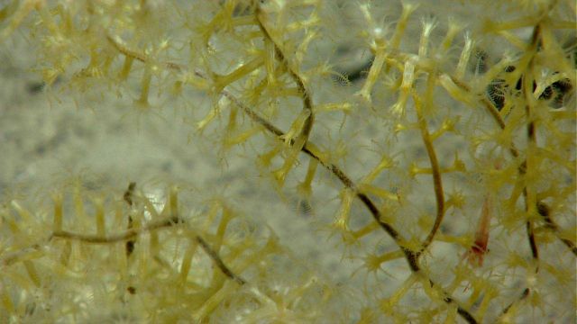 Shrimp in Acanella sp Picture