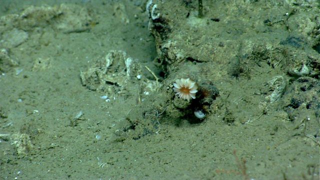 Cup coral over a hermit crab. Picture