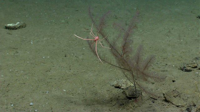 A large pink squat lobster attached to a small 