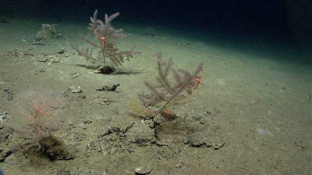 Two black coral bushes with large pink squat lobsters with long legs and chelae Picture