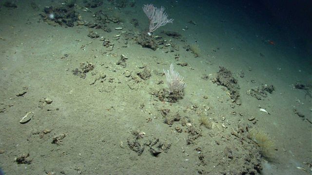 Two bamboo coral bushes, a white urchin, and a red shrimp swimming to the right Picture