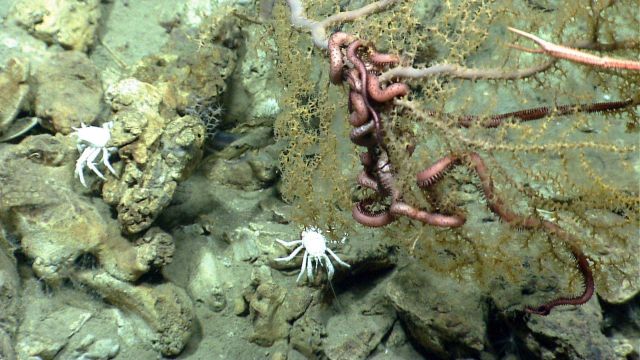Moving the ROV to the left a bit, the second white squat lobster comes into clear view Picture