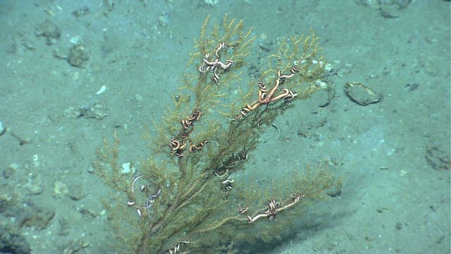 Numerous large brittle stars in a bamboo coral bush. Picture