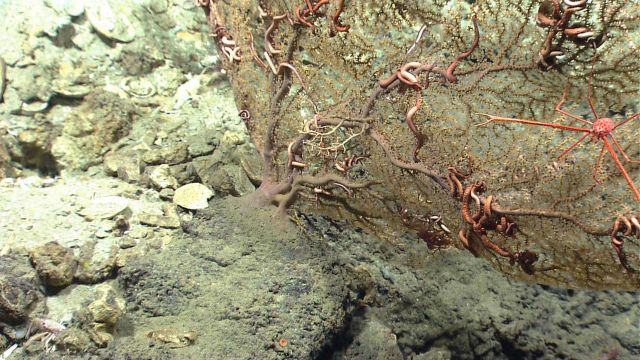 Numerous large brittle stars and a large pink squat lobster on a large paramuricean coral. Picture