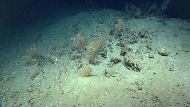 Numerous Paramuricea sp Picture