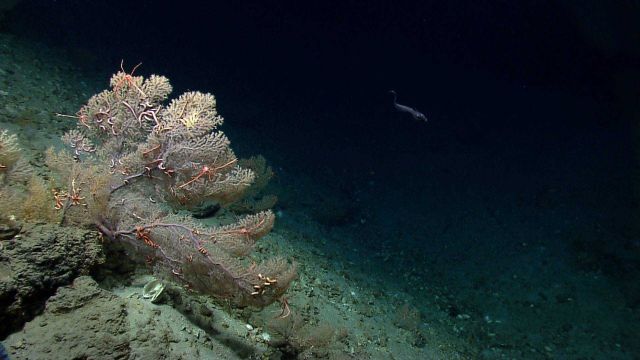 A large Paramuricea coral bush with large brittle stars and squat lobsters Picture