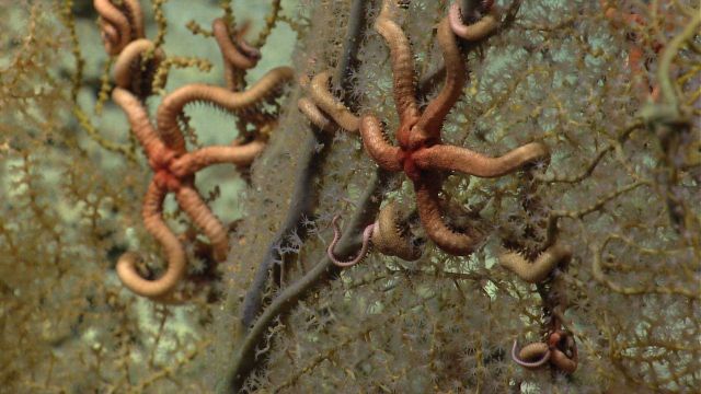 Two large brittle stars on a Paramuricea coral bush. Picture