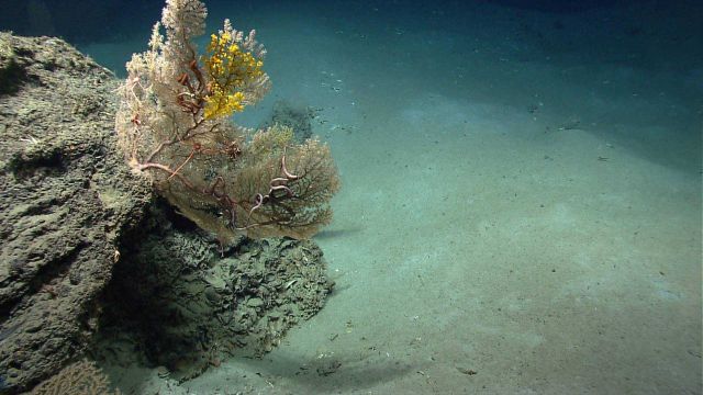 A large Paramuricea coral bush with brittle stars, squat lobsters, and yellow zoanthids. Picture