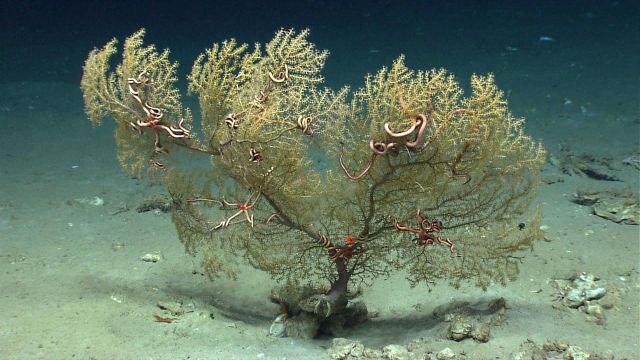 A large Paramuricea coral bush with a huge brittle star, numerous smaller brittle stars, and a small squat lobster hanging out at the base of the bush Picture
