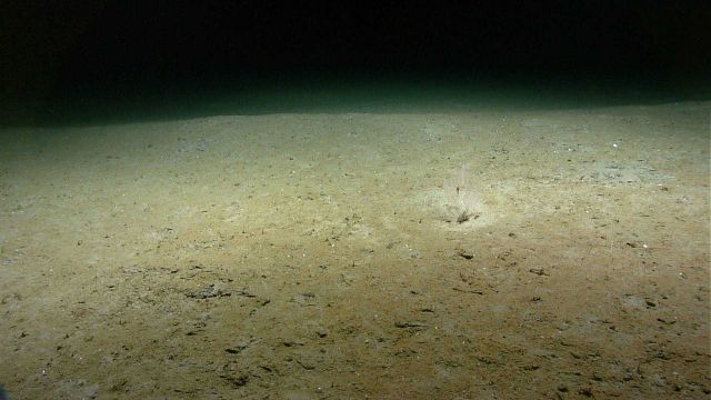 Two red shrimp help locate an otherwise almost invisible small white bamboo coral bush. Picture