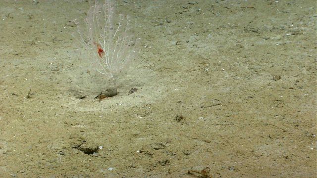 Two red shrimp help locate an otherwise almost invisible small white bamboo coral bush. Picture
