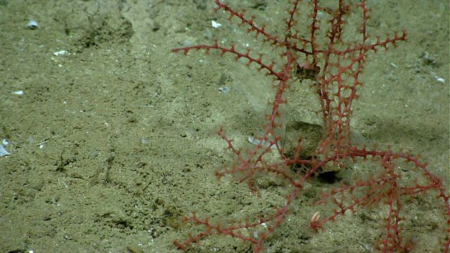 A small red Swiftia sp.? octocoral bush. Picture