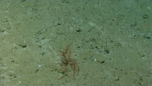 A small red Swiftia sp.? octocoral bush. Picture