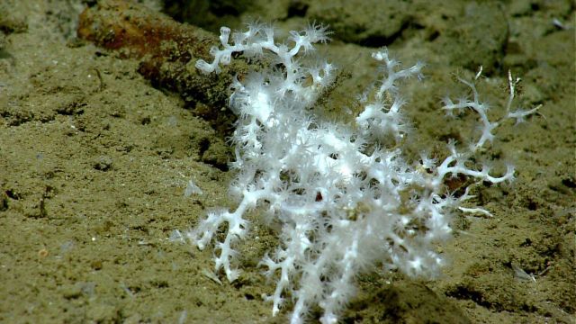 A small white octocoral bush. Picture