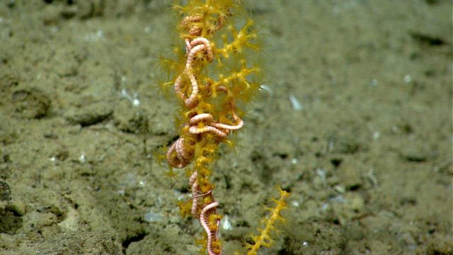 A yellow octocoral with an associated pink brittle star. Picture