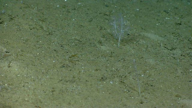 Blending in nicely with the surrounding substrate, a white pen coral and a white bamboo coral bush are seen on sand and mud bottom material. Picture