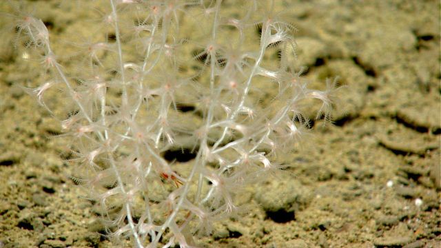 A small bamboo coral bush with a red shrimp. Picture