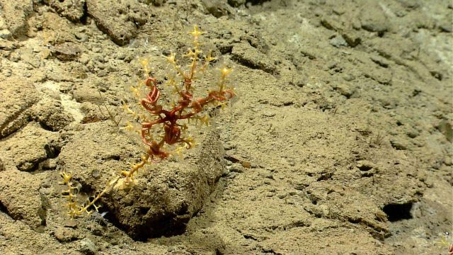 A small Paramuicea sp Picture