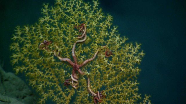 A Paramuicea sp Picture