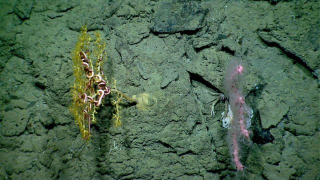 A yellow Paramuricea sp Picture