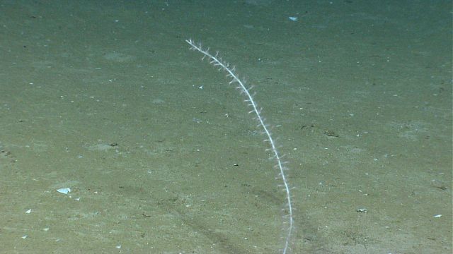 A bamboo whip coral on a sediment bottom. Picture