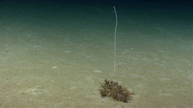 A bamboo whip coral on a sediment bottom Picture