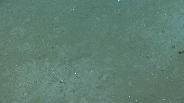 A bamboo whip coral on a sediment bottom. Picture