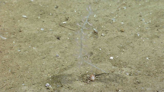 A bamboo coral on a sediment bottom Picture